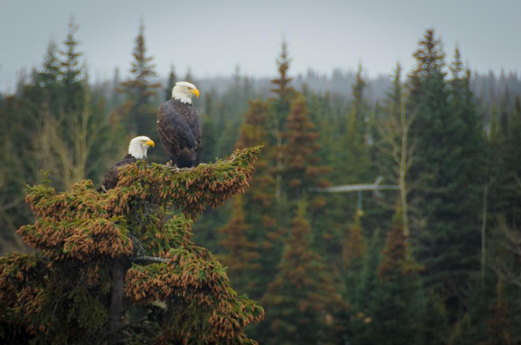 Eagle'S Eye Vacation Rentals Sterling Extérieur photo